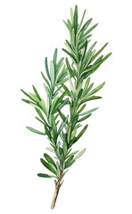 PNG Rosemary plant green herbs.
