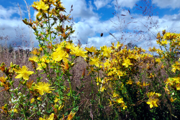 Naklejka premium Krajobraz ciepłolubnych muraw kserotermicznych z kwitnącymi roślinami na początku lata