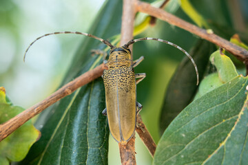 The brown longicorn beetle on branch.