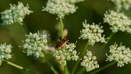 Heracleum sosnowskyi, or Sosnowsky's hogweed, is  herbaceous flowering plant.