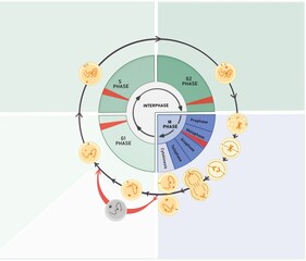 The cell cycle is composed of interphase (G₁, S, and G₂ phases), followed by the mitotic phase (mitosis and cytokinesis), and G₀ phase.