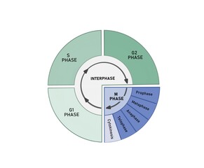 The cell cycle is composed of interphase (G₁, S, and G₂ phases), followed by the mitotic phase (mitosis and cytokinesis), and G₀ phase.