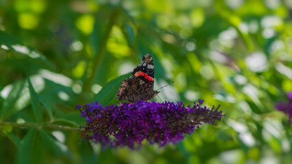 One butterfly collects nectar on a purple flower.