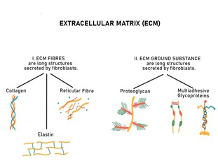 Components of Extracellular Matrix
