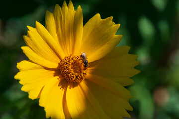 Yellow decorative chamomile and insect in the garden.