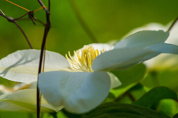 Clematis flower in the garden, close -up.