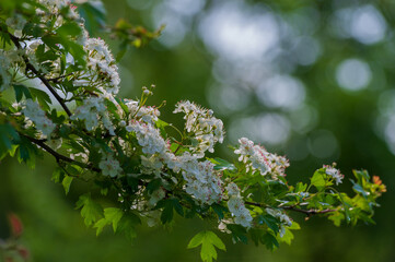 One branch of hawthorn with flowers on a blurry background.