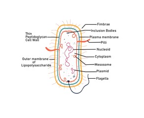Structure of a Gram negative bacteria