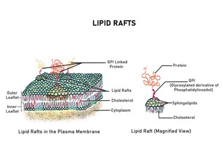 Structure of lipid rafts in the plasma membrane
