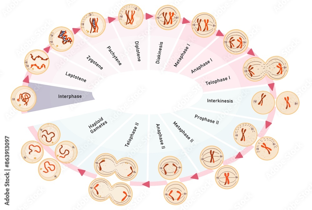 Wall mural Meiosis is the process in which a single cell divides twice to form four haploid daughter cells.