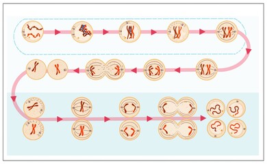 Meiosis is the process in which a single cell divides twice to form four haploid daughter cells.