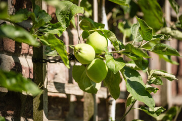 Spalierobst an einer Backsteinmauer, Düsseldorf, Deutschland