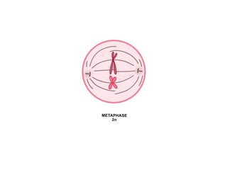 Metaphase, in mitosis and meiosis, the stage of cell division characterized by the alignment of the chromosomes along the midline of the cell.