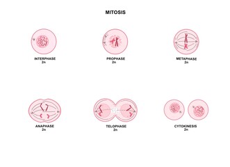 Mitosis is a process where a single cell divides into two identical daughter cells (cell division).
