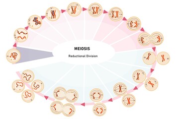 Meiosis is a process where a single cell divides twice to produce four cells containing half the original amount of genetic information.