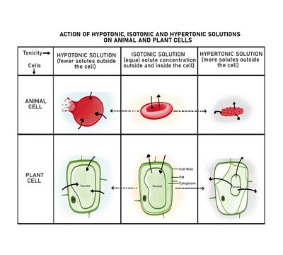 Osmosis in a red blood cell (crenation) and a plant cell (plasmolysis and deplasmolysis)
