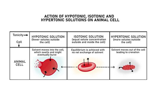 Osmosis in a red blood cell (crenation)