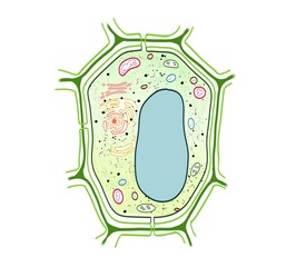 Detailed structure of a plant cell