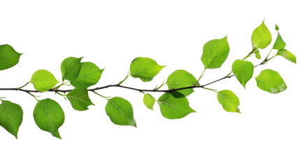Obraz premium Branch leaves or green leaf on transparent background