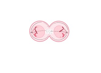 Telophase is the fifth and final phase of mitosis, the process that separates the duplicated genetic material carried in the nucleus of a parent cell into two identical daughter cells.