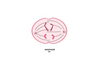 Anaphase is the fourth phase of mitosis, the process that separates the duplicated genetic material carried in the nucleus of a parent cell into two identical daughter cells.