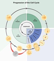 The cell cycle is composed of interphase (G₁, S, and G₂ phases), followed by the mitotic phase (mitosis and cytokinesis), and G₀ phase.
