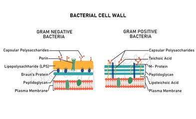 Bacterial cell  wall comparison