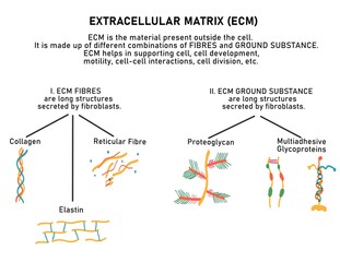 Components of Extracellular Matrix
