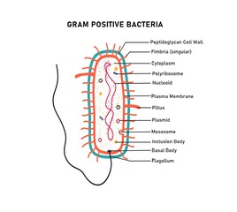 Illustration of  a gram positive bacteria