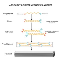 Assembly of intermediate filaments