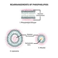 Phospholipids, Micelle, liposome