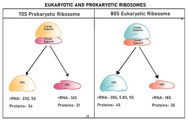 Difference between eukaryotic and prokaryotic ribosome