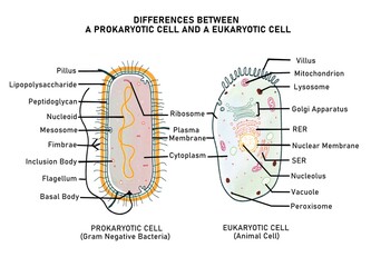 Difference between eukaryotic and prokaryotic cell