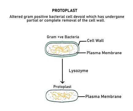 Diagram of Protoplast