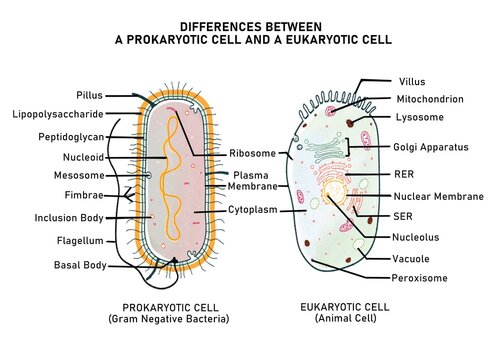 Difference between eukaryotic and prokaryotic cell