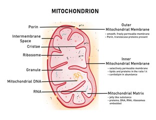 Structure of mitochondria