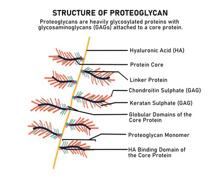 Structure of proteoglycan