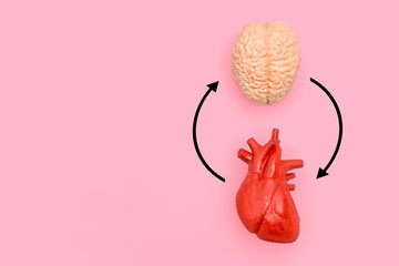 Anatomical Models of Heart and Brain on Pink Background with Arrows