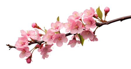 PNG Blossom flower plant inflorescence.