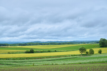 Obraz premium 夏の北海道千歳市の農場風景 / A farm scene in Chitose City, Hokkaido in summer