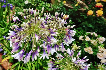 Schmucklilie, Agapanthus