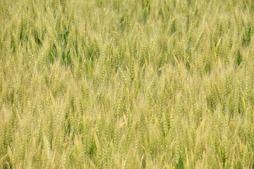 北海道長沼町の小麦畑 / Wheat field in Naganuma Town, Hokkaido