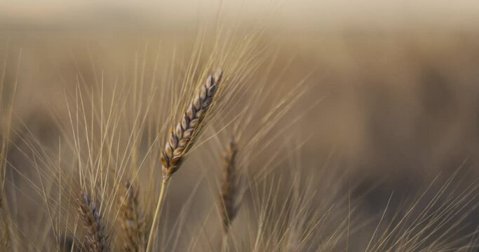 golden wheat field