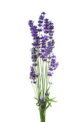 Obraz premium Bunch of lavender isolated on white background.