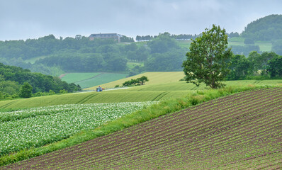 夏の北海道千歳市の農場風景 / A farm scene in Chitose City, Hokkaido in summer