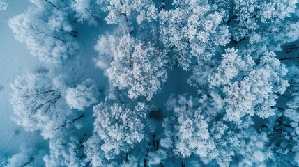 Fototapeta premium Aerial perspective of a snowy forest landscape with towering trees and serene atmosphere