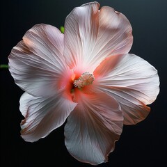 Delicate Pink Flower