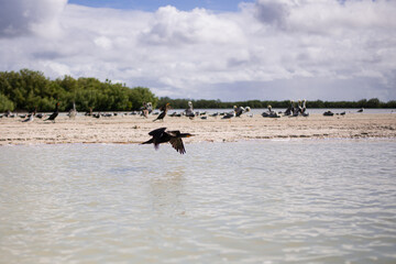 coastal seabirds pelicans flying over sandy shore island beach of gulf of Mexico