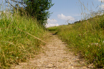 Naturpfad im Grünen