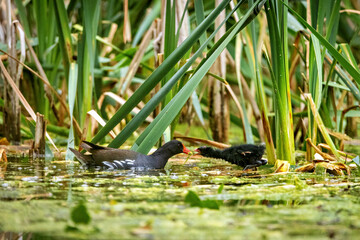 A moorhen on a pond